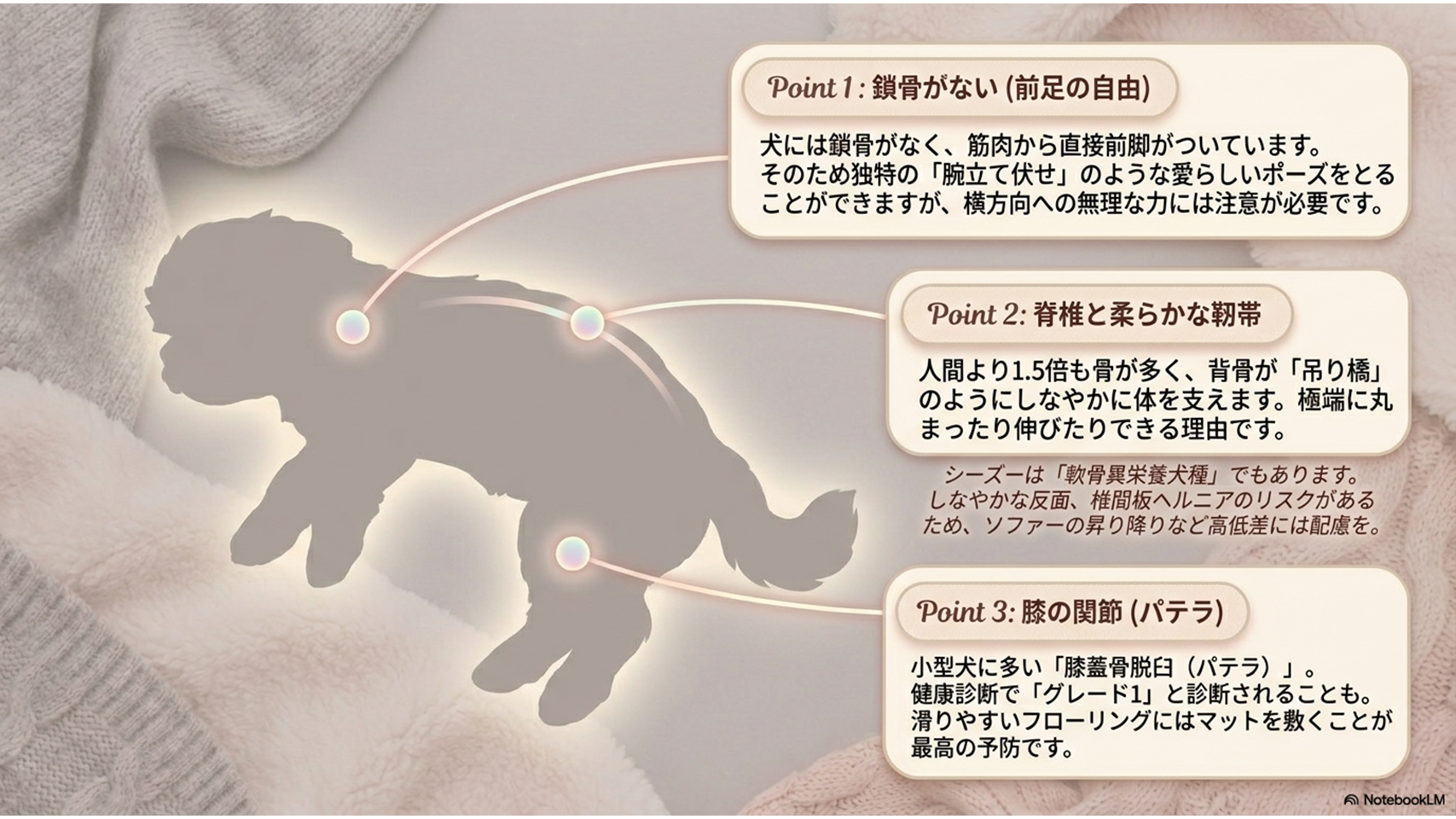 鎖骨がない前足と脊椎と膝のパテラを解説したシーズーの骨格図解 - シーズーの柔らかい体の構造