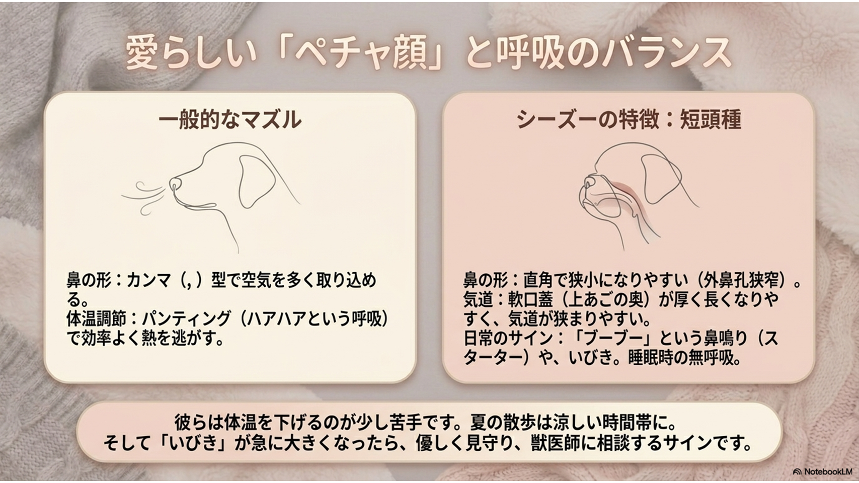 一般的なマズルと短頭種シーズーの鼻の形と呼吸の違いを比較した図解 - シーズーのペチャ顔と呼吸ケア