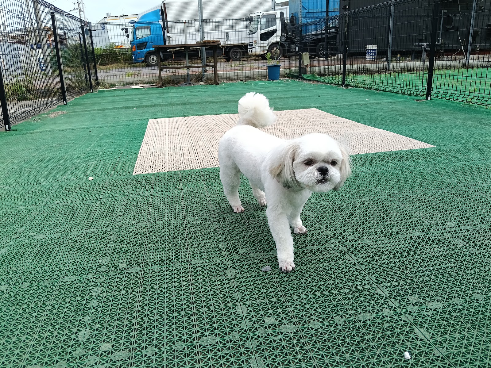 「わんズ」のプチドッグラン