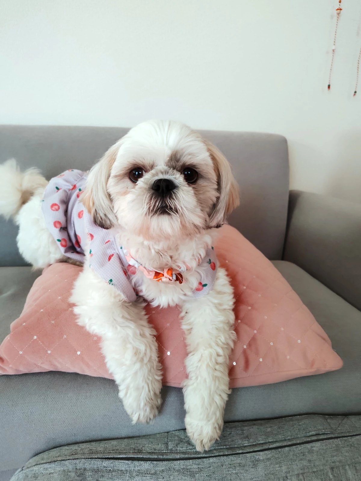 カラフル衣装を着てソファに座るシーズーあんず - 室内での犬のリラックスシーン