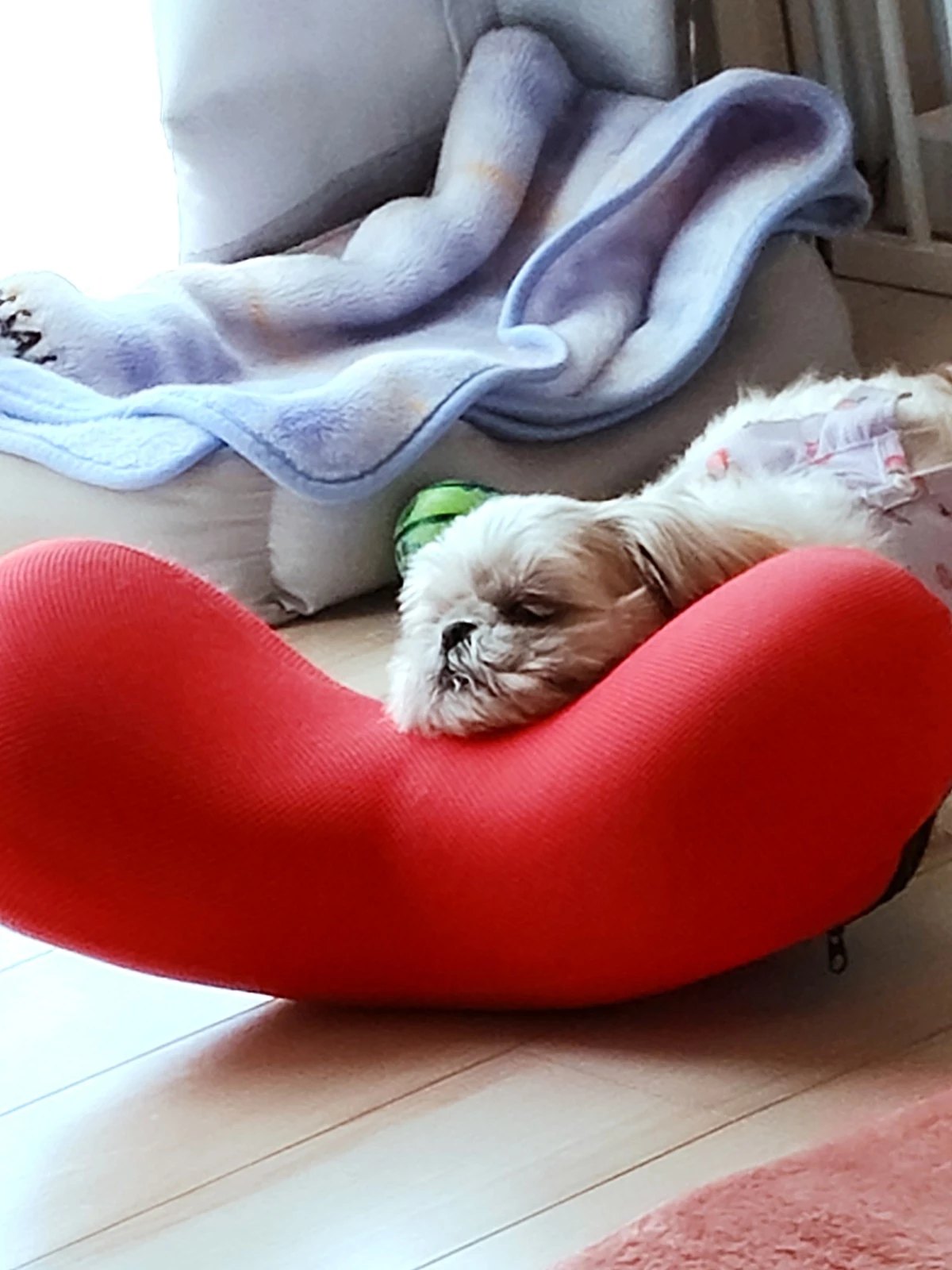 赤いクッションベッドでうつぶせに休むシーズーあんず - 犬の室内リラックスシーン