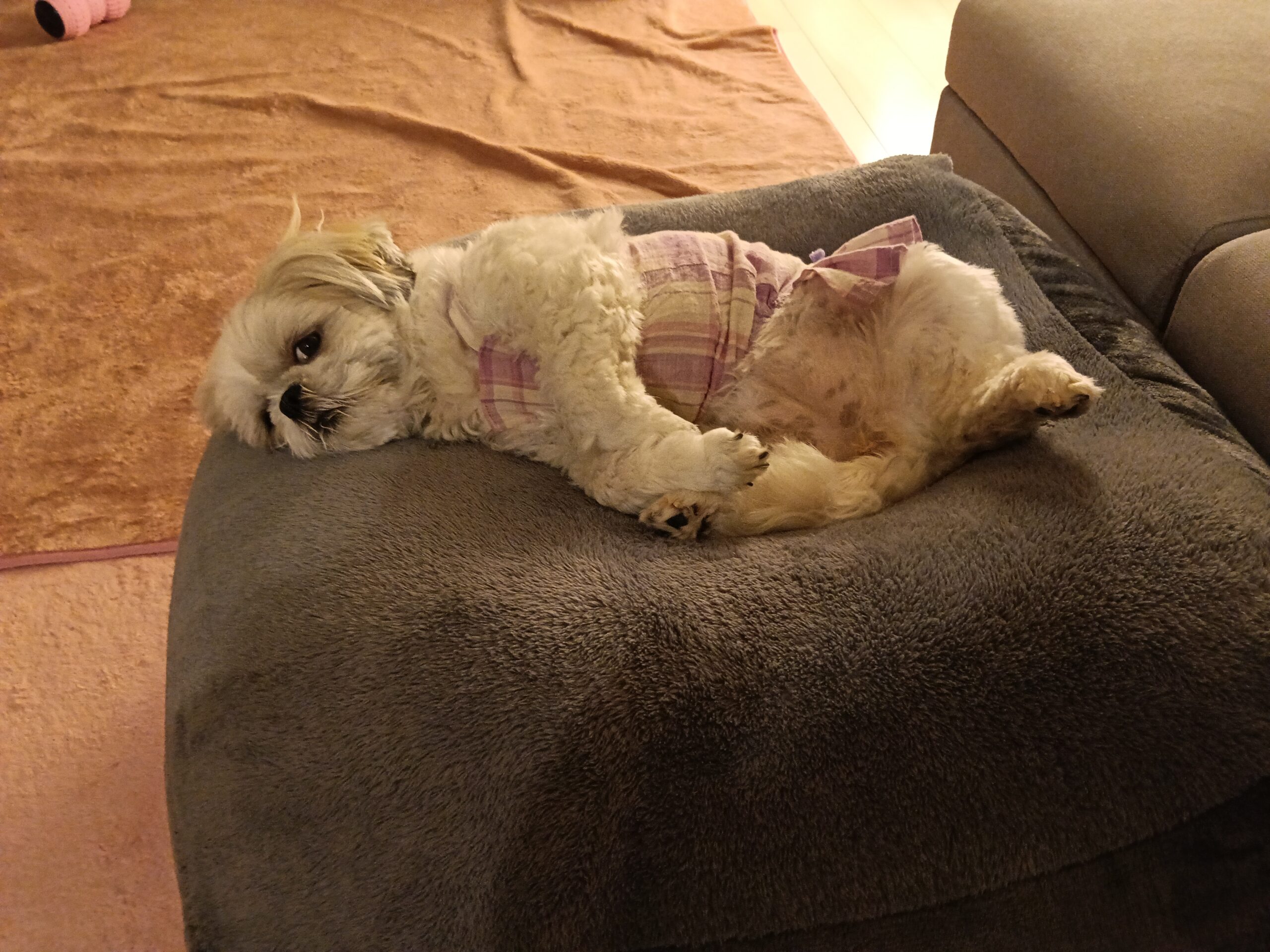 ピンクチェック衣装を着てソファで仰向けに爆睡するトイプードルレオ - 室内犬のリラックスシーン