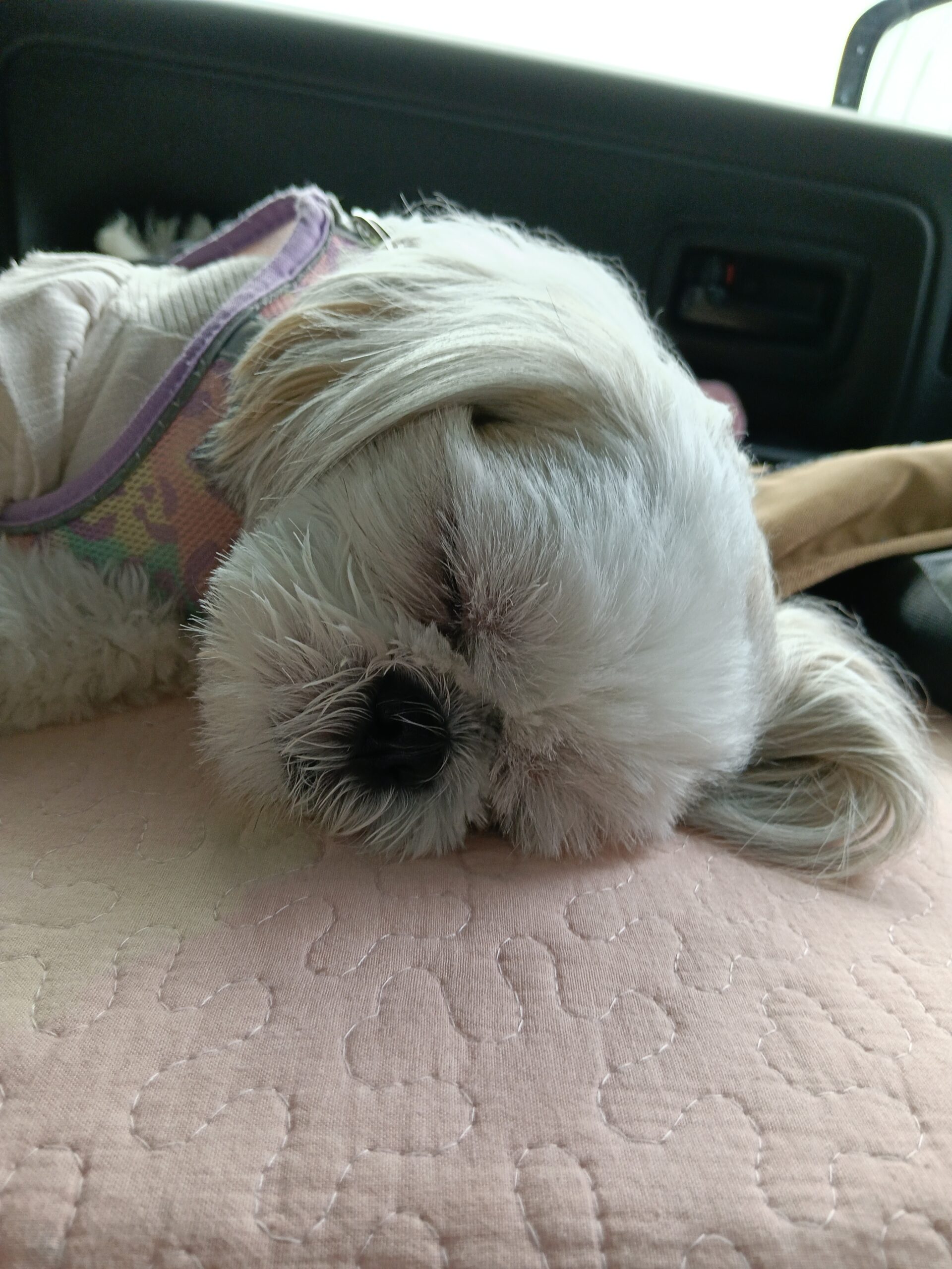 車内のマットでハーネスを着けたまま眠るシーズーのあんず - 寝相でわかる犬の安心サイン